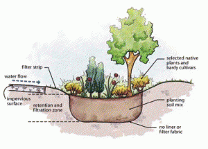 rain garden design